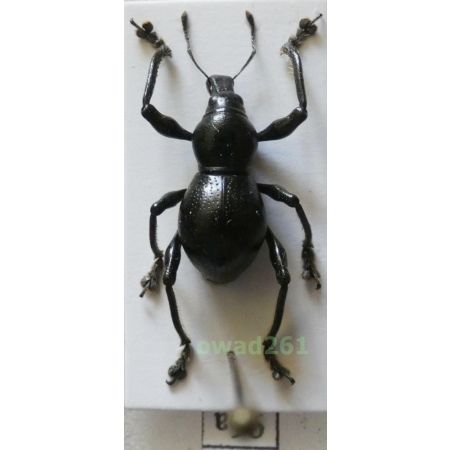Metapocyrtus sp. Heller, 1912 female Philippines96a